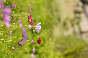 コスモスのアップ
