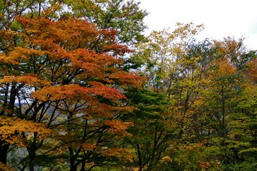 《十二湖の紅葉》青森県深浦町