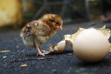 Little Chick looking back.