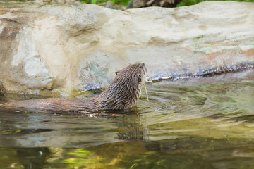 Rear view of a funny wet otter holds a mouse and swims into a secluded place. Concept of life of...