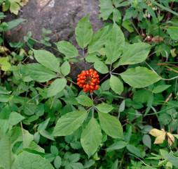 Wild ginseng with berries. A close up of the wild most famous medicinal plant ginseng (Panax ginseng).