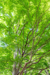 Fototapeta premium 新緑の楓(1)