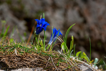 alpine gentian - Gentiana alpina -Alpen Enzian