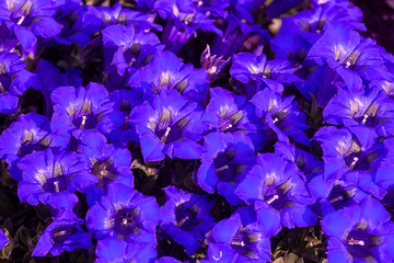 alpine gentian - Gentiana alpina -Alpen Enzian