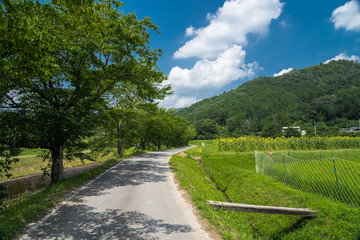兵庫県　ひまわりと夏の原風景