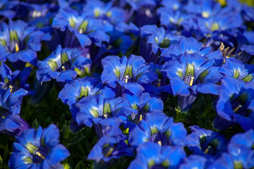alpine gentian - Gentiana alpina- Alpen Enzikan