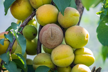 Red and green juicy peaches grow on a tree against the sky, green foliage..