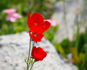 Red fine field flowers Anemone