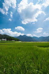 兵庫県　ひまわりと夏の原風景