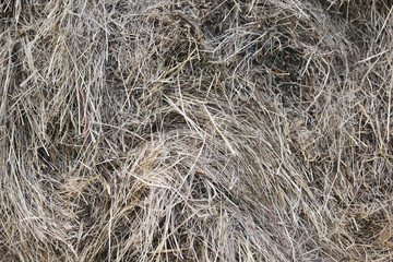 Dry hay bale texture background
