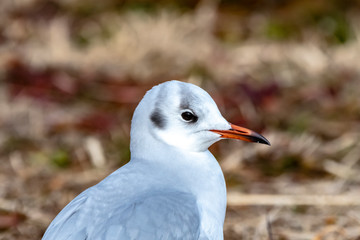 ユリカモメの横顔