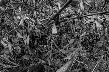 Black and white photographs, countryside view, grapes, leaves, flowerpot.