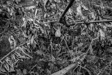 Black and white photographs, countryside view, grapes, leaves, flowerpot.