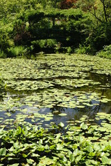睡蓮池