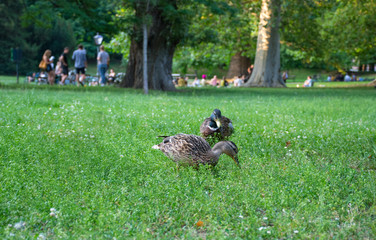 Beautiful female Mallard wild duck (Anas platyrhynchos, Anatidae) in the grass and people relaxing in the park, in Graz, Styria region, Austria. Selective focus.