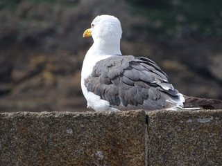 Goeland