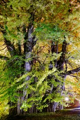 《北金ケ沢の大イチョウ》青森県深浦町