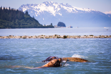 Sea Lion hunts prey at the Solomon Gulch Fish Hatchery in Valdez, AK