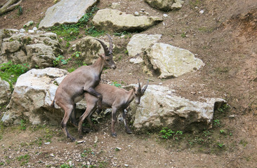 Ritratto di due stambecchi in amore
