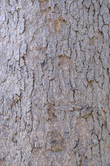 Wood texture for design
