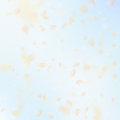 Yellow orange flower petals falling down. Rare rom