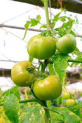 tomato in a plantation