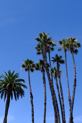  Palm trees on the streets of Los Angeles