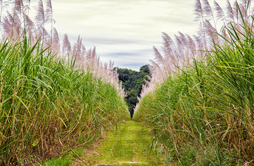 A tall crop of Sugar Cane growing in a field in tropical Far North Queensland, Australia.