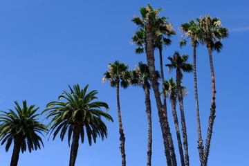 Fototapeta premium Palm trees on the streets of Los Angeles