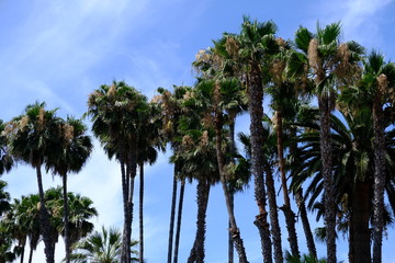 Fototapeta na wymiar Palm trees on the streets of Los Angeles