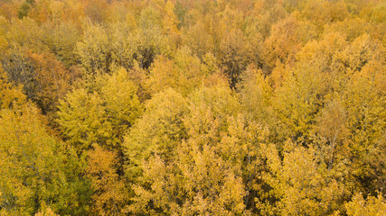 Aerial view of autumn yellow forest with mixed trees