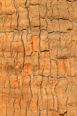 Coconut tree bark