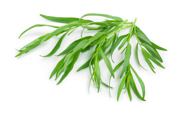 tarragon or estragon isolated on a white background. Artemisia dracunculus