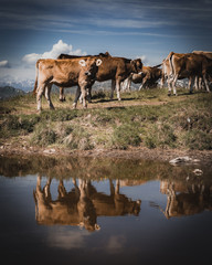 Brown mountain cows grazing on an alpine pasture i