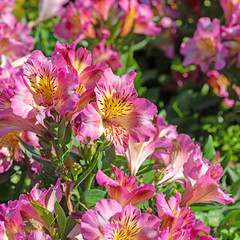 Obraz premium Blühende Inkalilien, Alstroemeria