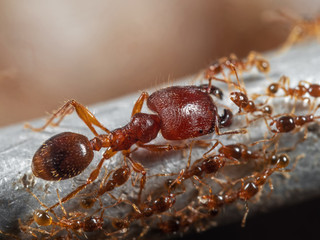 Macro Photo of Soldier Big-Headed Ant with Group of Worker Ants