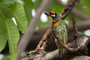Close up Coppersmith Barbet Bird Perched on Branch Isolated on Background