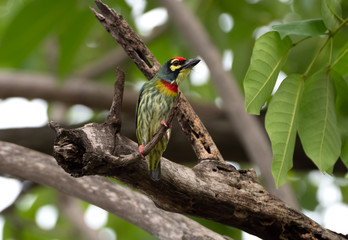 Close up Coppersmith Barbet Bird Perched on Branch Isolated on Background
