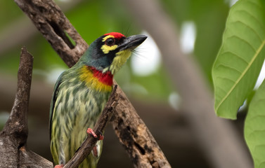 Close up Coppersmith Barbet Bird Perched on Branch Isolated on Background