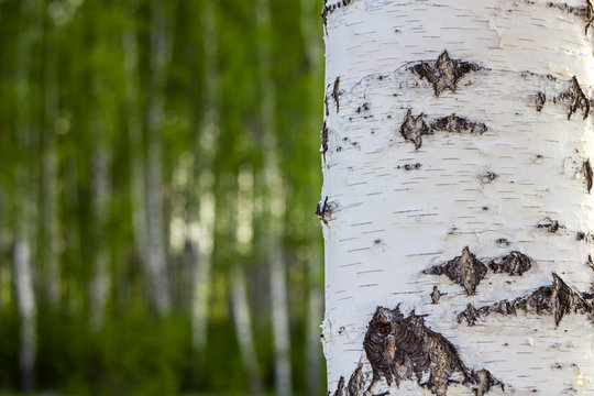 closeup birch tree trunk on blurry background of green forest