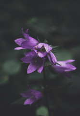 flower in the dark forest
