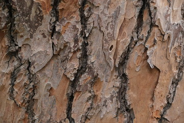 Wood texture for design