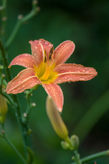Close up of blooming orange lilies with water drops with blurred green background