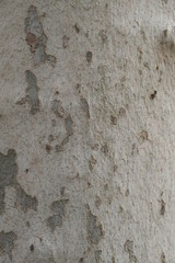 Wood texture for design