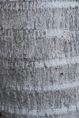 Obraz premium Wood texture for design