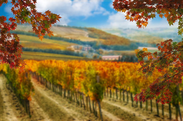 Autumn leaves with blur vineyard landscape in background. Tuscany wine.