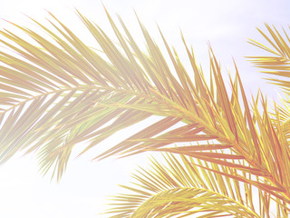 Nature Minimal Concept - Green palm Leaves Background in neon toning with gradient.