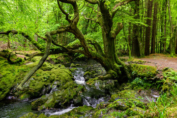 trees, lakes and streams in Tollymore Forest Park