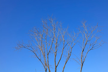 Withered trees in the blue sky