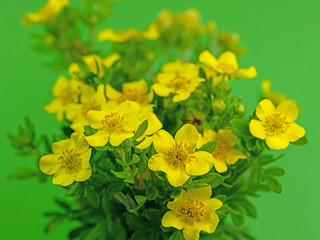 Blüten vom Fingerkraut, Potentilla fruticosa